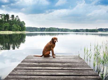 ein hund sitzt am see und genießt die tolle Umgebung