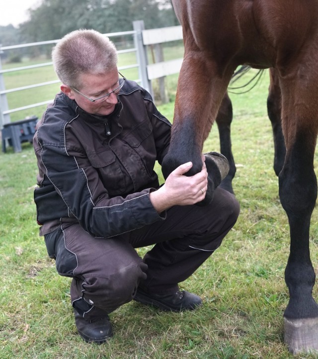 Der Pferdeosteopath Gemmeker untersucht das Kniegelenk eines Pferds
